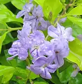 Duranta Flowers