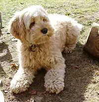 A small, blonde-colored dog, lying down