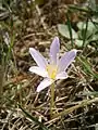 Colchicum alpinum in a collector garden