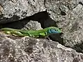 Green lizard