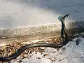 Southern black racer at St. Sebastian River Preserve State Park in Indian River County, Florida