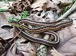 Common garter snake (Thamnophis sirtalis)