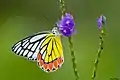 Delias eucharis on Stachytarpheta