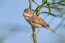 Common whitethroat Curruca communis