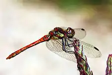 immature male