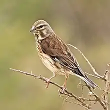 L. c. mediterranea, female