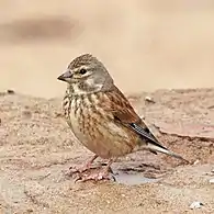 L. c. mediterranea, juvenile