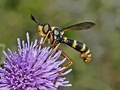 Female