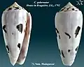 Conus gubernator  Hwass in Bruguière, J.G., 1792