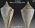 Conasprella memiae  (Habe, T. & S. Kosuge, 1970)