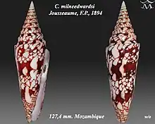 Conus milneedwardsi  Jousseaume, F.P., 1894