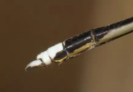 Male anal appendages (Copera marginipes)