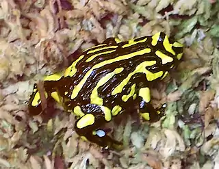 Southern corroboree frog