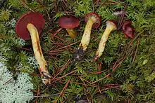 Cortinarius smithii