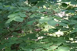 Corylus cornuta Marshall. — Noisetier à long bec. — (Beaked hazelnut).