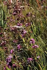 Corymbium congestum, habit