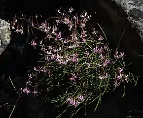 Corymbium laxum, habit