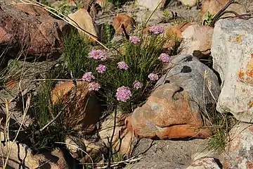 Corymbium africanum subsp. scabridum, habit