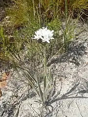 Corymbium villosum, habit