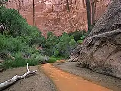 Canyon walls and stream-bed in Coyote Gulch