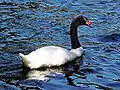 Black-necked swan