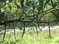 Thorns on 2 to 3-year old branches