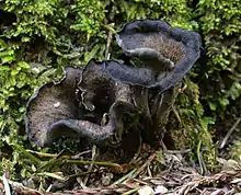 A fungus made of two dark brown funnel-shaped shapes with black rims, joined at a common base, surrounded by green moss