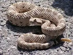 Crotalus cerastes