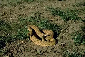 Prairie rattlesnake (Crotalus viridis)