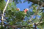 Cuban amazon