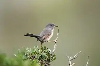 Dartford warbler