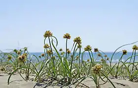 Nutsedge on dune