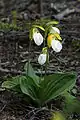 A form of Cypripedium acaule with a white pouch