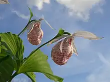 two white flowers dappled with crimson emerging from green stems against a cloudy sky