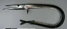 Image 35The daggertooth paralyses other mesopelagic fish when it bites them with its dagger-like teeth (from Deep-sea fish)