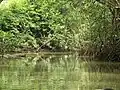 Mangrove-lined estuary, Isla Damas