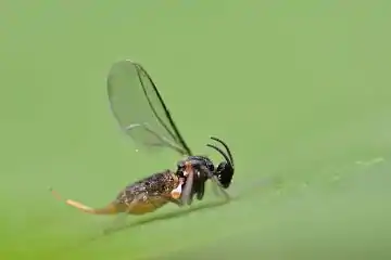 Dasineura brassicae, adult