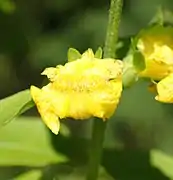 The genus name Dasistoma derives from Greek for "woolly mouthed", referring to the hairy flower opening