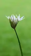 Allium ursinum ramsons. Small delicate flowers and flower buds on a slender stem.