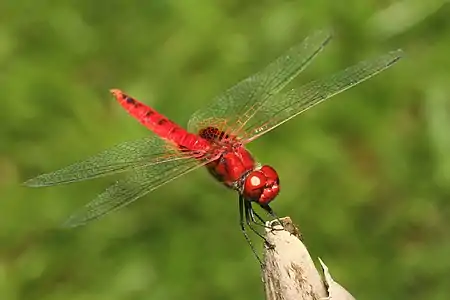 Urothemis signata from India