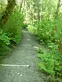 Path in Deadhorse Canyon