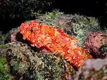 Decoy Scorpionfish photographed during a scuba drive off Kailua-Kona, HI.