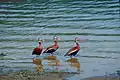 Black-bellied whistling ducks near Saltsburg in Pennsylvania.