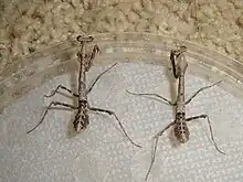 4th instar Deroplatys lobata nymphs. Female on the left and male on the right.