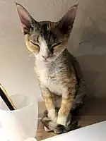 A tortoiseshell Devon Rex