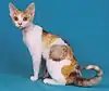 Devon Rex