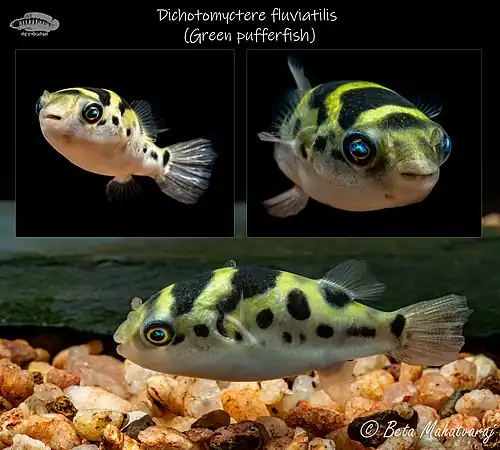 Dichotomyctere fluviatilis (Green Pufferfish)