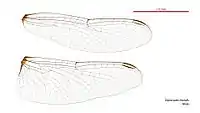 Male wings