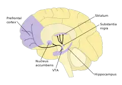 A labelled line drawing of dopamine pathways superimposed on a drawing of the human brain.