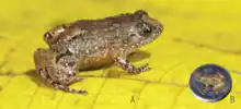 Small reddish brown frog